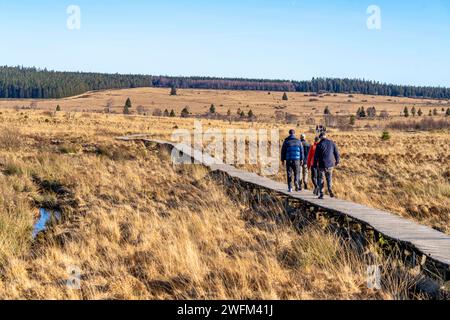 Wanderweg auf Holzbohlen Stegen durch das Hohe Venn, Hochmoor, in der Region Eifel und Ardennen, Naturpark Hohes Venn-Eifel, Nordöstlich vom Baraque Michel, Belgien, Wallonien, Hohes Venn Belgien **** percorso escursionistico su passerelle in legno attraverso le alte Fens, palude, nella regione dell'Eifel e delle Ardennes, Parco naturale High Fens a nord-est di Baraque Michel, Belgio, Vallonia, High Fens Belgio Foto Stock