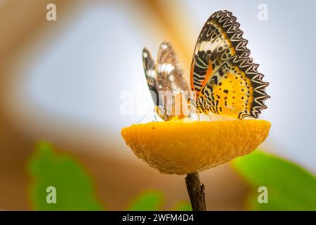 Due farfalle di leopardo (Cethosia cyane) che si nutrono di succo dolce da una fetta di arancia. Alimentazione delle farfalle con succo d'arancia. Foto Stock