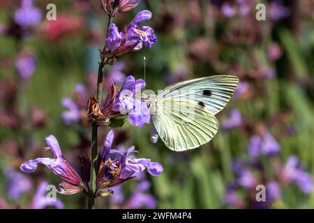 Una farfalla bianca a venatura nera (Aporia crataegi) arroccata su un fiore viola di menta. Foto Stock