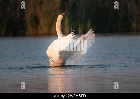 Un cigno maschio che difende il nido nel Delta del Danubio. Destinazione ornitologica del delta del Danubio. Foto Stock