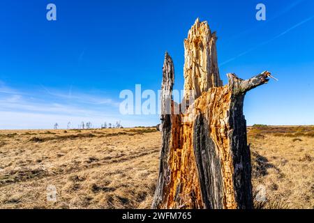 Foresta fantasma di Noir Flohay, resti di un incendio boschivo del 2011 nelle alte Fens, alta brughiera, nella regione di Eifel e Ardennes, High Fens-Eifel Nature Pa Foto Stock