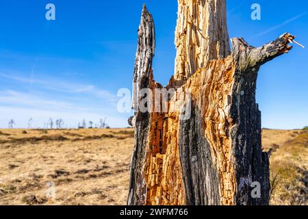 Foresta fantasma di Noir Flohay, resti di un incendio boschivo del 2011 nelle alte Fens, alta brughiera, nella regione di Eifel e Ardennes, High Fens-Eifel Nature Pa Foto Stock