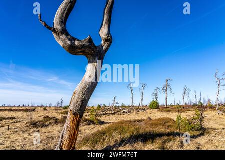 Foresta fantasma di Noir Flohay, resti di un incendio boschivo del 2011 nelle alte Fens, alta brughiera, nella regione di Eifel e Ardennes, High Fens-Eifel Nature Pa Foto Stock