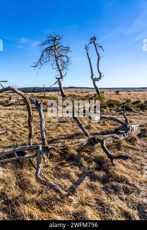 Foresta fantasma di Noir Flohay, resti di un incendio boschivo del 2011 nelle alte Fens, alta brughiera, nella regione di Eifel e Ardennes, High Fens-Eifel Nature Pa Foto Stock