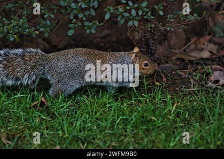 Scoiattoli grigi orientali che si nutrono su un prato verde lussureggiante con foglie sullo sfondo. Foto Stock