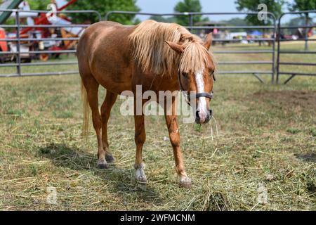 Cavallo a Corral masticando fieno e paglia - estate Foto Stock