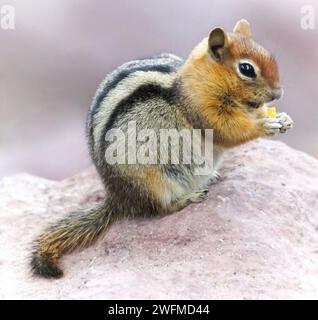 Chipmunk di pino giallo che mangia Un cracker. Nutrire animali selvatici può alterare il loro naturale comportamento di foraggiamento e renderli dipendenti dalle persone per il cibo. Foto Stock