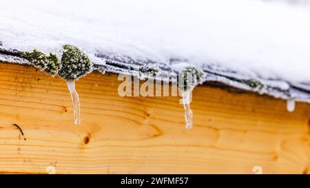 Dettagli di muschio e ghiaccio sulla casa da giardino innevata in legno nell'inverno innevato Foto Stock