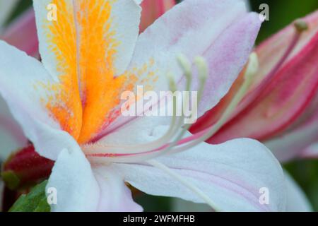 Western azalea lungo Little Falls Trail, Illinois selvatica e Scenic River, Siskiyou National Forest, Oregon Foto Stock