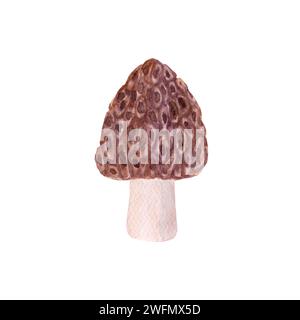 Fungo morel disegnato a mano con acquerello isolato su sfondo bianco. Illustrazione botanica acquerello. Foto Stock