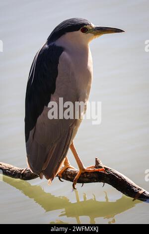 Airone notturno coronato nero o Nycticorax nycticorax in piedi su un ramo del ranch dell'acqua Riparian in Arizona. Foto Stock