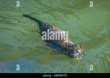 IMMAGINE- 7209069 American Mink (Neogale vison) nuoto a East Plum Creek, Castle Rock Colorado USA. Foto Stock
