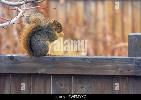 IMMAGINE- 7204214 Eastern Fox Squirrel (Sciurus niger) sulla recinzione del cortile nel tardo autunno mangiando noci, Castle Rock Colorado USA. Foto Stock