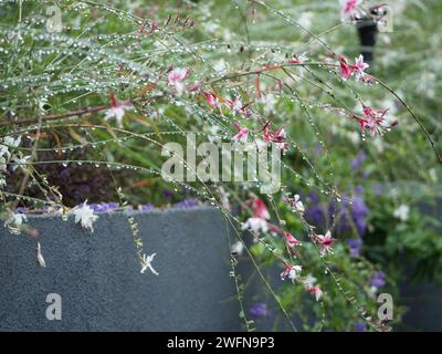 Gaura o farfalla che sussurra fiori nel Bush, luccicanti freschi con gocce di pioggia dopo la pioggia estiva, cottage Garden australiano Foto Stock