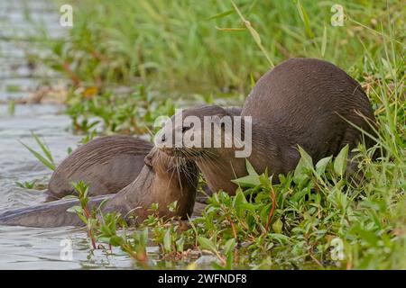 Famiglia di lontre con rivestimento liscio sul lato del fiume Kallang Foto Stock