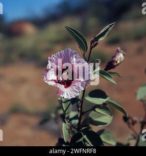Hibiscus syriacus (comunemente noto come Rose of Sharon, Rose Mallow, Shrub Althea o Bush Hibiscus) Australia Occidentale. Foto Stock