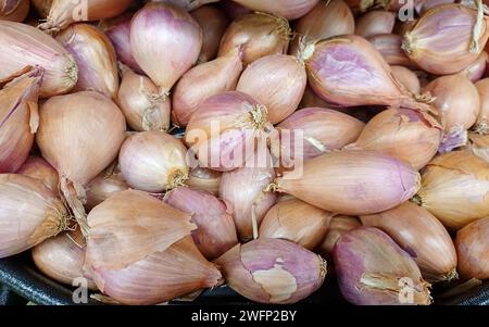 Scalogni rossi francesi interi sparsi liberamente su uno scaffale del supermercato. Allium Cepa, parte del genere Allium delle cipolle. Foto Stock