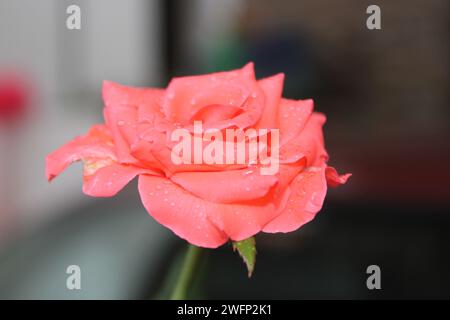 Fiorisce che parlano a lungo. Valorizza il tuo spazio con la bellezza senza tempo della mia fotografia di fiori di rosa. 🌹✨ Foto Stock