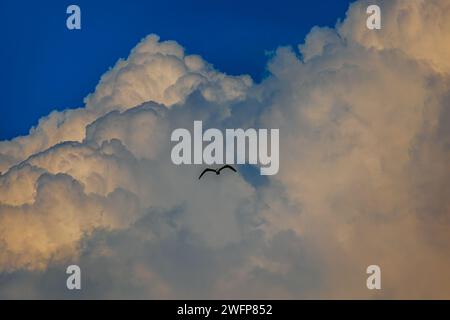 Gli uccelli di Fregat volano intorno con lo sfondo blu delle nuvole. Foto Stock