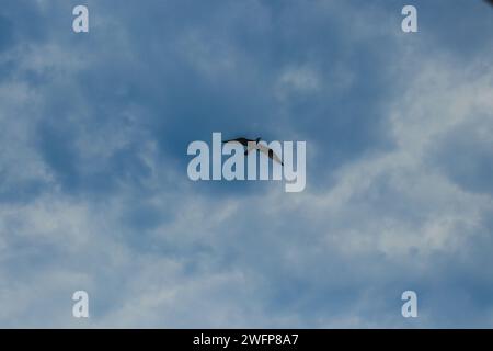 Gli uccelli di Fregat volano intorno con lo sfondo blu delle nuvole. Foto Stock