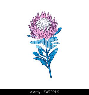 Fiore di Protea linea nera ART isolato su bianco Illustrazione Vettoriale