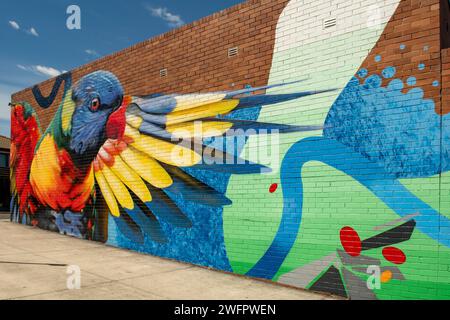 Rainbow Lorikeet Street Art, Centro commerciale Studfield, Wantirna, Victoria, Australia Foto Stock