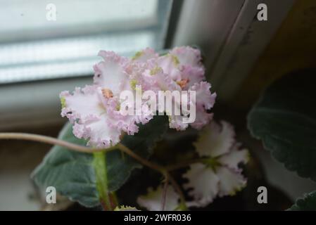 Bellissimi fiori di un ramo di viola fiori ricci di colore bianco su una finestra Foto Stock