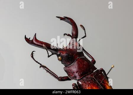 Un coleottero cervo con grandi mandibole Foto Stock