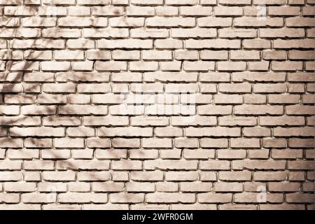 Sole, ombre degli alberi, sfondi di varie texture. Foto Stock