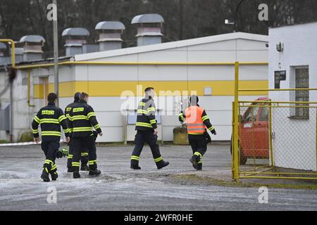 Kosorin, Repubblica Ceca. 1 febbraio 2024. L'abbattimento del pollame è iniziato in mattinata, il 1 febbraio 2024, presso l'azienda Mach Drubez a Kosorin, regione di Rardubice, dove è stata rilevata l'influenza aviaria. 73.000 galline e galli dovranno essere abbattuti. Credito: Josef Vostarek/CTK Photo/Alamy Live News Foto Stock