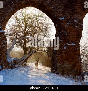 Giovane cervo in piedi su un sentiero innevato vicino alle rovine dell'abbazia nel North Yorkshire nel Regno Unito. Foto Stock