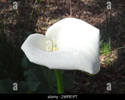 Catturando l'eterea essenza della natura, "Cerulean Bloom" si svolge in una sinfonia ravvicinata di tonalità vivaci, petali delicati e dettagli intricati Foto Stock