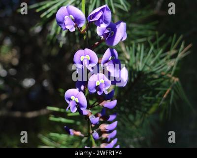 Catturando l'eterea essenza della natura, "Cerulean Bloom" si svolge in una sinfonia ravvicinata di tonalità vivaci, petali delicati e dettagli intricati Foto Stock