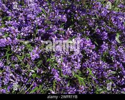 Catturando l'eterea essenza della natura, "Cerulean Bloom" si svolge in una sinfonia ravvicinata di tonalità vivaci, petali delicati e dettagli intricati Foto Stock