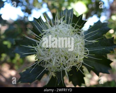 Catturando l'eterea essenza della natura, "Cerulean Bloom" si svolge in una sinfonia ravvicinata di tonalità vivaci, petali delicati e dettagli intricati Foto Stock