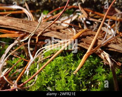 Catturando l'eterea essenza della natura, "Cerulean Bloom" si svolge in una sinfonia ravvicinata di tonalità vivaci, petali delicati e dettagli intricati Foto Stock