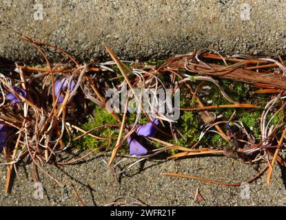 Catturando l'eterea essenza della natura, "Cerulean Bloom" si svolge in una sinfonia ravvicinata di tonalità vivaci, petali delicati e dettagli intricati Foto Stock