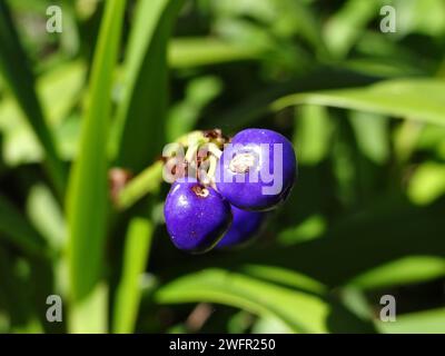 Catturando l'eterea essenza della natura, "Cerulean Bloom" si svolge in una sinfonia ravvicinata di tonalità vivaci, petali delicati e dettagli intricati Foto Stock