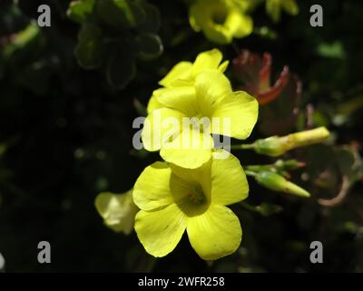 Catturando l'eterea essenza della natura, "Cerulean Bloom" si svolge in una sinfonia ravvicinata di tonalità vivaci, petali delicati e dettagli intricati Foto Stock