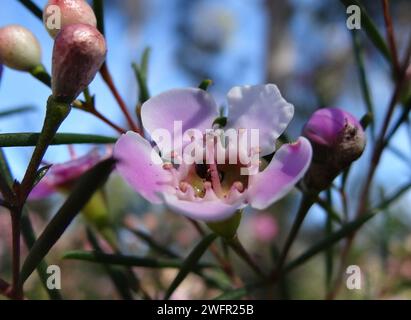 Catturando l'eterea essenza della natura, "Cerulean Bloom" si svolge in una sinfonia ravvicinata di tonalità vivaci, petali delicati e dettagli intricati Foto Stock