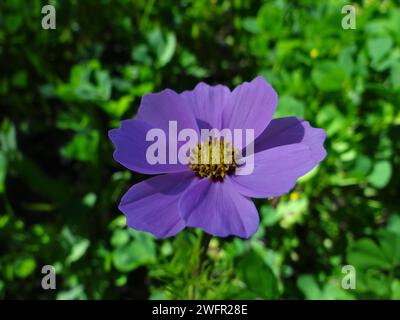 Catturando l'eterea essenza della natura, "Cerulean Bloom" si svolge in una sinfonia ravvicinata di tonalità vivaci, petali delicati e dettagli intricati Foto Stock