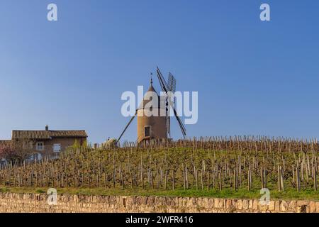 Vigneti primaverili con mulino a vento Chenas a Beaujolais, Borgogna, Francia Foto Stock