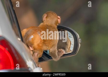 La scimmia cerca di trovare la scimmia difficile che può vedere nello specchio CHANDIGARH, LE ADORABILI IMMAGINI IN INDIA mostrano una scimmia che non può credere di avere un Foto Stock