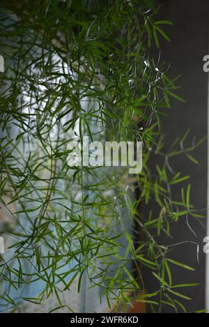 Bellissimi rami di un fiore di casa con piccole foglie verdi sullo sfondo della finestra Foto Stock