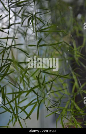 Bellissimi rami di un fiore di casa con piccole foglie verdi sullo sfondo della finestra Foto Stock