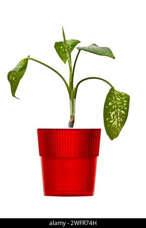 Immagine della pianta di casa Dieffenbachia in un vaso rosso su sfondo bianco Foto Stock