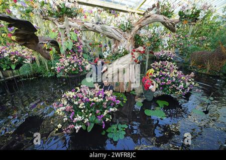 Gli orticoltori di Kew assistono alle esposizioni floreali durante la chiamata fotografica per l'imminente Orchid Festival a Kew Gardens, Londra. Il festival si svolge da sabato a domenica 3 marzo. Data immagine: Giovedì 1 febbraio 2024. Foto Stock