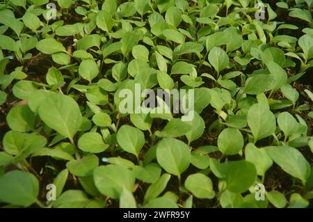 piantine di melanzane gialle con foglie che iniziano ad addensarsi Foto Stock