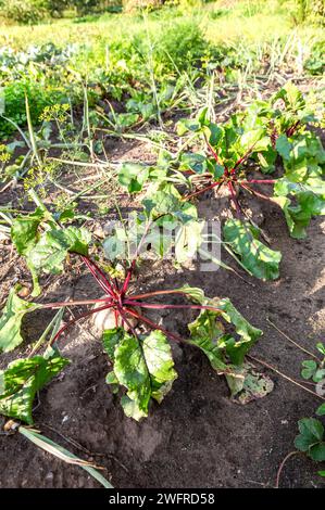 La barbabietola matura cresce nel terreno nell'orto in estate, da vicino. Nutrizione vegetariana Foto Stock