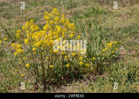 Gewöhnliches Barbarakraut, Barbarakraut, Barbara-Kraut, Barbenkraut, Barbarea vulgaris, Bittercress, Yellow Rocket, Barbara's Herb, Barbarée, Herbe de Foto Stock